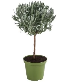 Dehner Gourmet Garten Lavendel, Hochstamm