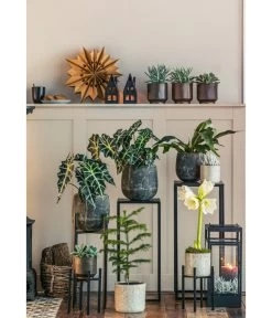 Pfeilblatt - Alocasia Amazonica 'Polly' 10 Pfeilblatt - Alocasia Amazonica 'Polly' -Garten Im Freien 8611253 WE MO 001 ZimmertanneAraucariaAmberSuzeT13