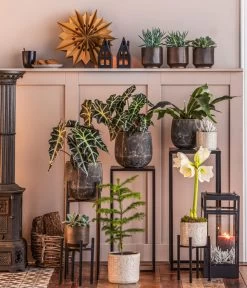 Metall-Pflanzenständer Ascot, Schwarz 7 Metall-Pflanzenständer Ascot, Schwarz -Garten Im Freien 8611253 WE MO 002 ZimmertanneAraucariaT13 GodJul GC16 2022 BL POS