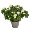 Zimmerazalee - Rhododendron Simsii 'Aiko White' -Garten Im Freien 8627267 PR FS 001 AzaleeAzaleaAikoWhiteT14DehnerExpressHerzig