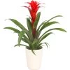 Guzmanie - Guzmania Calypso, In Keramik -Garten Im Freien 8628018 WE FS 001 GuzmaniaCalypsoInKeramikT13