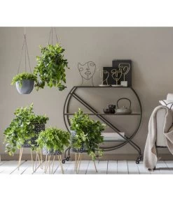 Schamblume - Aeschynanthus Japhrolepis -Garten Im Freien 8635377 WE MO 001 AeschynanthusAmpel2021GC15