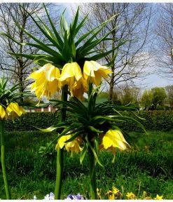 Kaiserkrone -Garten Im Freien 8664676 WE MO 001 KaiserkroneGelbPixabay