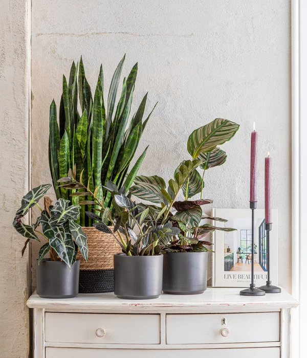 Pfeilblatt - Alocasia Amazonica 'Polly' 7 Pfeilblatt - Alocasia Amazonica 'Polly' – Bild 5