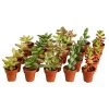 Mini Sukkulenten, Verschiedene Sorten -Garten Im Freien 8722514 PR FS 001 MiniSukkulentenMixInTerracottaT3 5DehnerExpressZS