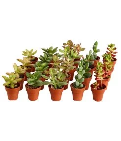 Neue Veröffentlichungen 9 Mini Sukkulenten, Verschiedene Sorten