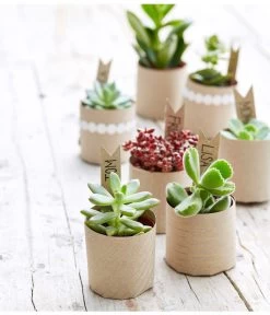 Neue Veröffentlichungen -Garten Im Freien 8722514 PR MO 002 Sukkulenten