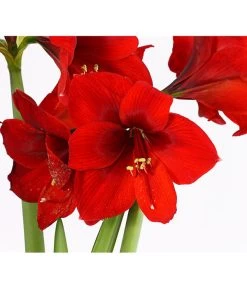 Amaryllis - Hippeastrum-Hybride, Zweitriebig, Sonderfarben 26 Amaryllis - Hippeastrum-Hybride, Zweitriebig, Sonderfarben -Garten Im Freien 8736175 PR DE 001 AmaryllisHippeastrum2TrieberSofaT13DehnerExpressHerzig