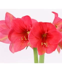 Amaryllis - Hippeastrum-Hybride, Zweitriebig, Sonderfarben 22 Amaryllis - Hippeastrum-Hybride, Zweitriebig, Sonderfarben -Garten Im Freien 8736175 PR DE 002 AmaryllisHippeastrum2TrieberSofaT13DehnerExpressHerzig