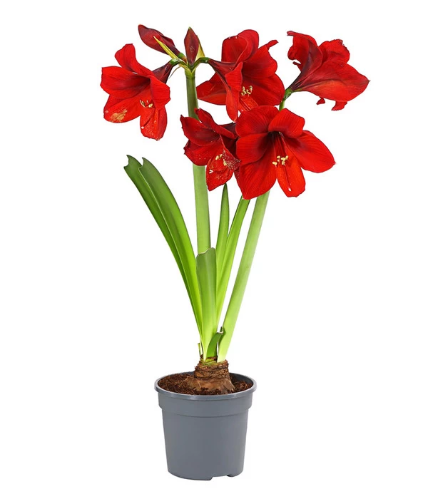 Amaryllis - Hippeastrum-Hybride, Zweitriebig, Sonderfarben 8 Amaryllis - Hippeastrum-Hybride, Zweitriebig, Sonderfarben – Bild 6