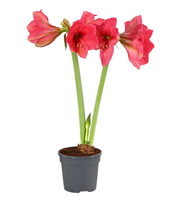 Amaryllis - Hippeastrum-Hybride, Zweitriebig, Sonderfarben 3 Amaryllis - Hippeastrum-Hybride, Zweitriebig, Sonderfarben