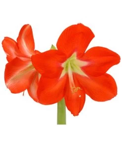Amaryllis - Hippeastrum-Hybride, Zweitriebig, Sonderfarben 24 Amaryllis - Hippeastrum-Hybride, Zweitriebig, Sonderfarben -Garten Im Freien 8736175 WE DE 001 HippeastrumAmaryllis2TrSofaHerzig