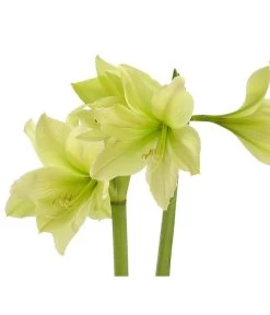 Amaryllis - Hippeastrum-Hybride, Zweitriebig, Sonderfarben 23 Amaryllis - Hippeastrum-Hybride, Zweitriebig, Sonderfarben -Garten Im Freien 8736175 WE DE 002 HippeastrumWeissAmaryllis2TrSofaHerzig