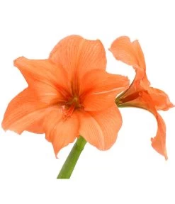 Amaryllis - Hippeastrum-Hybride, Zweitriebig, Sonderfarben 21 Amaryllis - Hippeastrum-Hybride, Zweitriebig, Sonderfarben -Garten Im Freien 8736175 WE DE 003 HippeastrumAmaryllis2TrSofaHerzig