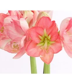 Amaryllis - Hippeastrum-Hybride, Zweitriebig, Sonderfarben 25 Amaryllis - Hippeastrum-Hybride, Zweitriebig, Sonderfarben -Garten Im Freien 8736175 WE DE 004 AmaryllisRosaSofHippeastrum2TrieberRosaDehnerExpressHerzig
