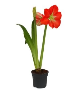 Amaryllis - Hippeastrum-Hybride, Zweitriebig, Sonderfarben 17 Amaryllis - Hippeastrum-Hybride, Zweitriebig, Sonderfarben -Garten Im Freien 8736175 WE FS 001 HippeastrumAmaryllis2TrSofa