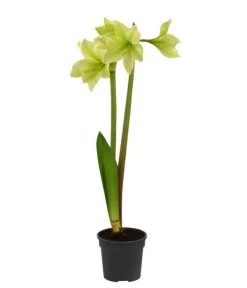 Amaryllis - Hippeastrum-Hybride, Zweitriebig, Sonderfarben 19 Amaryllis - Hippeastrum-Hybride, Zweitriebig, Sonderfarben -Garten Im Freien 8736175 WE FS 002 HippeastrumAmaryllis2TrSofa