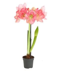 Amaryllis - Hippeastrum-Hybride, Zweitriebig, Sonderfarben 18 Amaryllis - Hippeastrum-Hybride, Zweitriebig, Sonderfarben -Garten Im Freien 8736175 WE FS 004 HippeastrumAmaryllis2TrSofaRosa