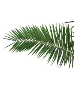 XXL Kanarische Dattelpalme, Ca. 170 Cm 7 XXL Kanarische Dattelpalme, Ca. 170 Cm -Garten Im Freien 8753063 PR DE 001 XXLKanarischeDattelpalme70L