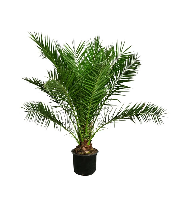XXL Kanarische Dattelpalme, Ca. 170 Cm 3 XXL Kanarische Dattelpalme, Ca. 170 Cm
