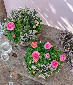 Rote Korallenraute -Garten Im Freien 8809857 WE MO 001 FrueheFarbefuersZuhauseRosa