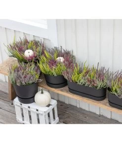 Elho Kunststoff-Topf Greenville, Ca. B20/B18/T49 Cm 13 Elho Kunststoff-Topf Greenville, Ca. B20/B18/T49 Cm -Garten Im Freien 8821985 WE MO 001 CallunaQuattro