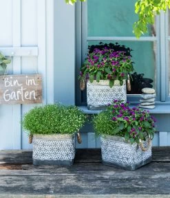 Mauer-Schleierkraut -Garten Im Freien 8822231 WE MO 001 GypsophilaMuralisSchleierkrautGomphrenaKugelmaranth