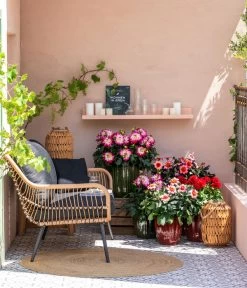 Dahlie, Verschiedene Farben 24 Dahlie, Verschiedene Farben -Garten Im Freien 8822397 WE MO 001 ZwergDahlie GC08 2023