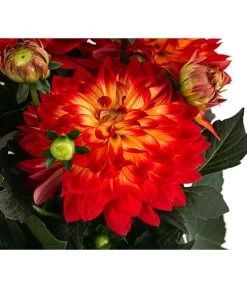 Dahlie, Verschiedene Farben 30 Dahlie, Verschiedene Farben -Garten Im Freien 8822488 WE DE 001 DahlieT19