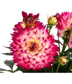 Dahlie, Verschiedene Farben 28 Dahlie, Verschiedene Farben -Garten Im Freien 8822488 WE DE 004 DahlieT19