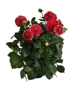 Dahlie, Verschiedene Farben