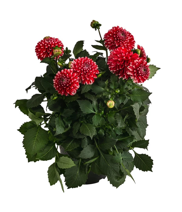 Dahlie, Verschiedene Farben 3 Dahlie, Verschiedene Farben