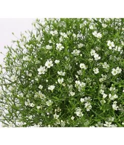 Mauer-Schleierkraut -Garten Im Freien 8824047 WE DE 001 GypsophyllaSchleierkrautT13 DehnerExpressHerzig
