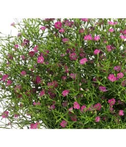 Mauer-Schleierkraut -Garten Im Freien 8824047 WE DE 002 GypsophyllaSchleierkrautT13 DehnerExpressHerzig