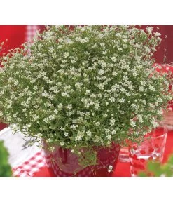 Mauer-Schleierkraut -Garten Im Freien 8824047 WE MO 001 GypsophilaMuralisFleurWhiteFlorensis
