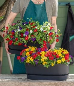 Elho Kunststoff-Topf Greenville, Ca. B20/B18/T49 Cm 14 Elho Kunststoff-Topf Greenville, Ca. B20/B18/T49 Cm -Garten Im Freien 8827016 WE MO 001 SommertrioTrioMio