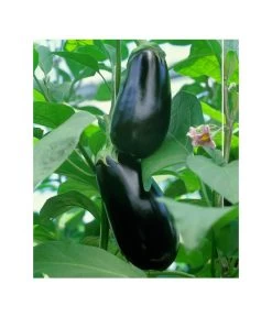 Dehner Gourmet Garten Aubergine, Veredelt -Garten Im Freien 8830051 BildFS 001 AubergineCarmenGgAubergineCarmen