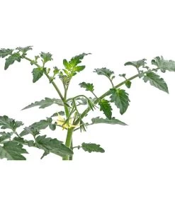 Zuckertomate, Orange 11 Zuckertomate, Orange -Garten Im Freien 8830101 WE DE 003 ZuckertomateOrangeResistent