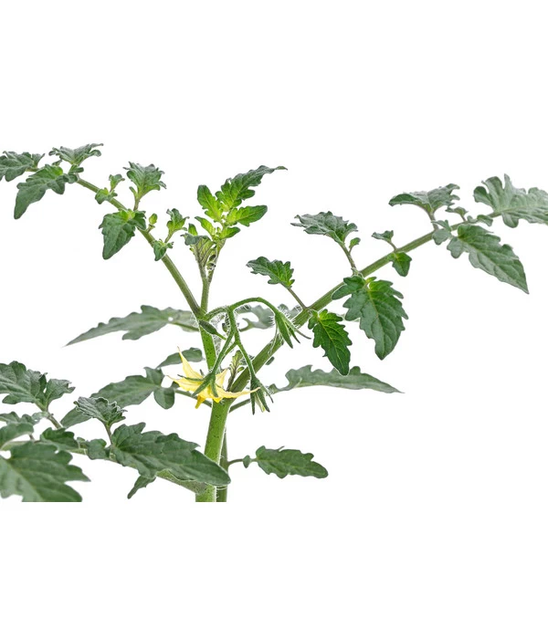 Zuckertomate, Orange 7 Zuckertomate, Orange – Bild 5