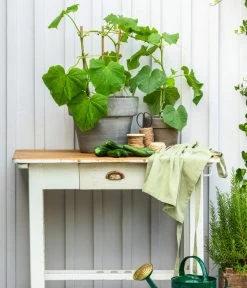 Schlangengurke -Garten Im Freien 8830663 WE MO 002 Gurke CucurbitaePepoZucchiniGruen 1