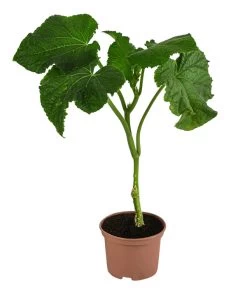 Neue Veröffentlichungen -Garten Im Freien 8830788 WE FS 001 Schlangengurke