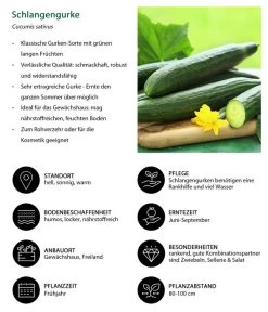 Schlangengurke -Garten Im Freien 8830788 WE IG 001 Schlangengurke
