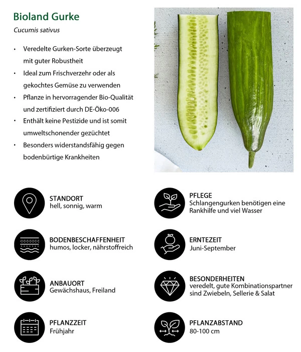 Bioland Gurke, Veredelt 8 Bioland Gurke, Veredelt – Bild 6