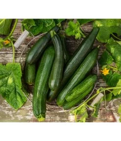 Schlangengurke -Garten Im Freien 8831000 8830788 WE MO 001 GurkeZucchini