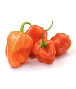 Chili 'Habanero', Orange 9 Chili 'Habanero', Orange -Garten Im Freien 8833543 WE FS 003 ChiliHabaneroOrange