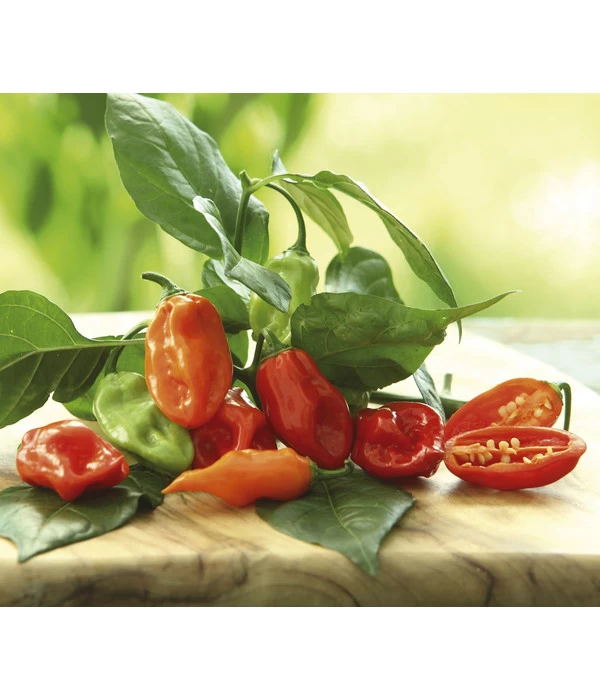 Chili 'Habanero', Orange 3 Chili 'Habanero', Orange