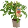 Pick-a-Tom® Cocktailtomate Mit Früchten, Rot 1 Pick-a-Tom® Cocktailtomate Mit Früchten, Rot -Garten Im Freien 8838757 PR FS 002 PickaTomCherrytomateRotT14DehnerExpressHerzig