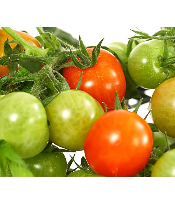 Pick-a-Tom® Cocktailtomate Mit Früchten, Rot 7 Pick-a-Tom® Cocktailtomate Mit Früchten, Rot – Bild 5