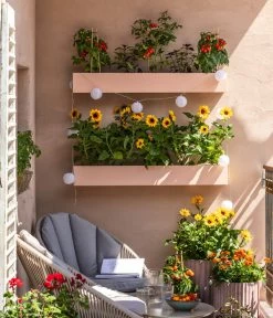 Pick-a-Tom® Cocktailtomate Mit Früchten, Rot 9 Pick-a-Tom® Cocktailtomate Mit Früchten, Rot -Garten Im Freien 8838757 WE MO 001 SonnenbalkonPickaTom