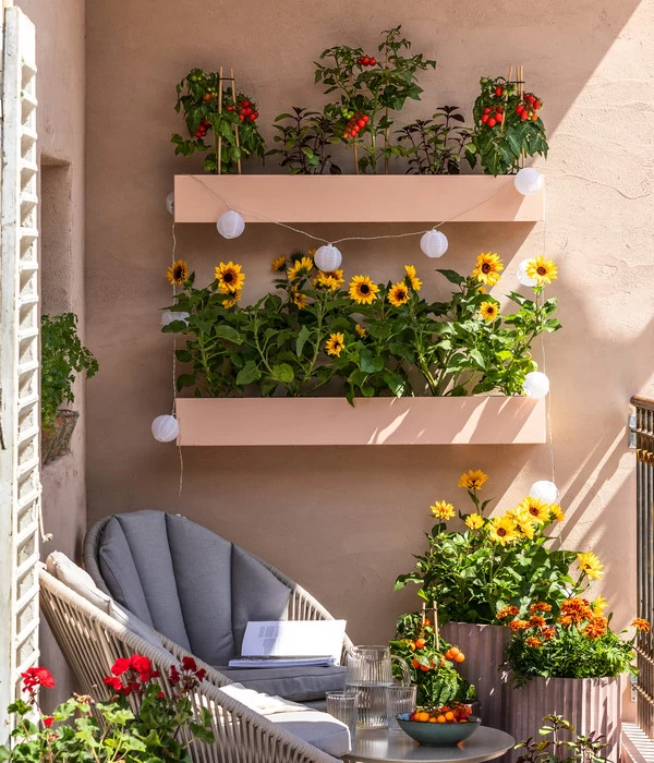 Pick-a-Tom® Cocktailtomate Mit Früchten, Rot 5 Pick-a-Tom® Cocktailtomate Mit Früchten, Rot – Bild 3